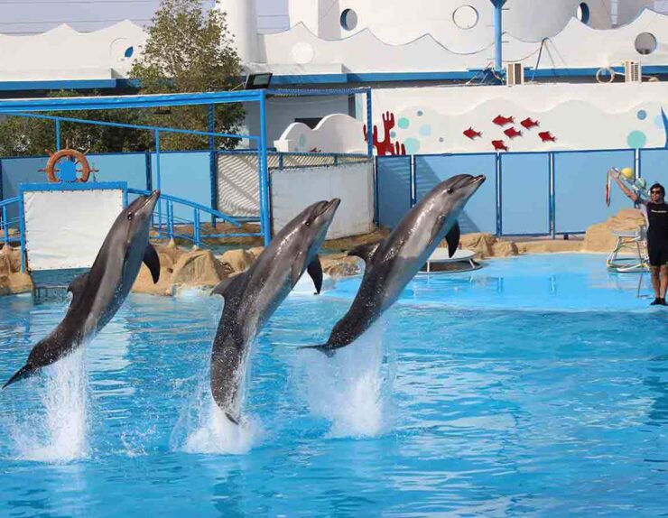 dolphin-show_lg